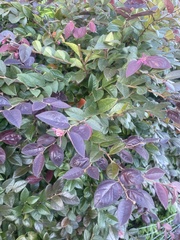 Loropetalum