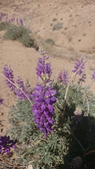 Lupinus excubitus