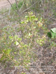 Dodonaea viscosa cuneata