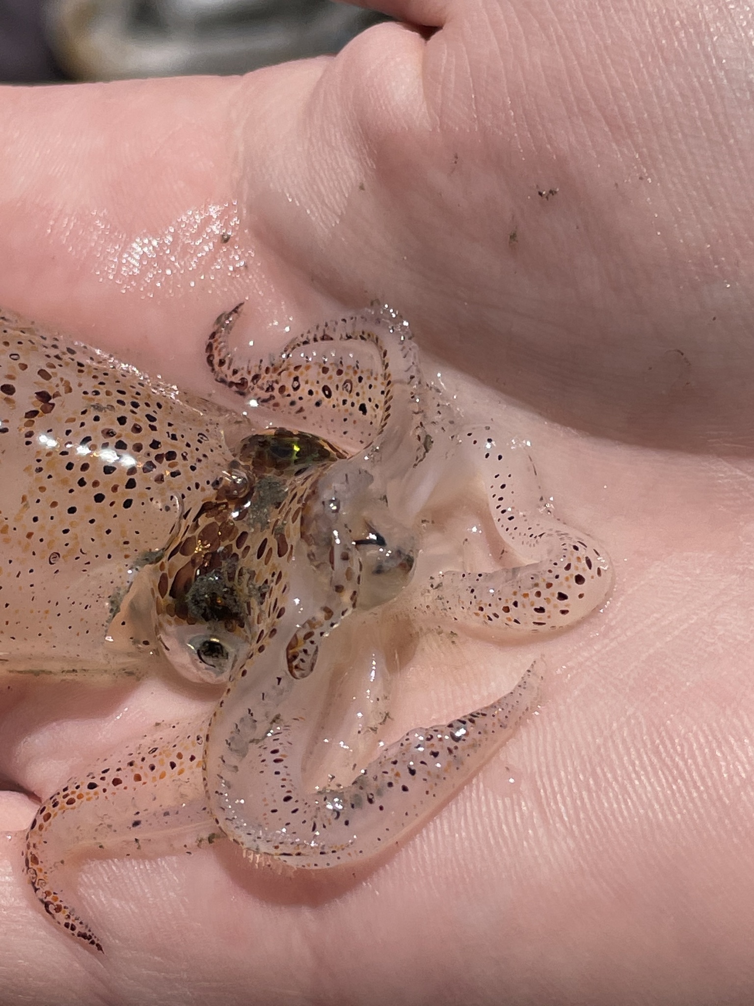 Atlantic brief squid (Lolliguncula brevis) · iNaturalist