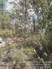 Dodonaea viscosa cuneata