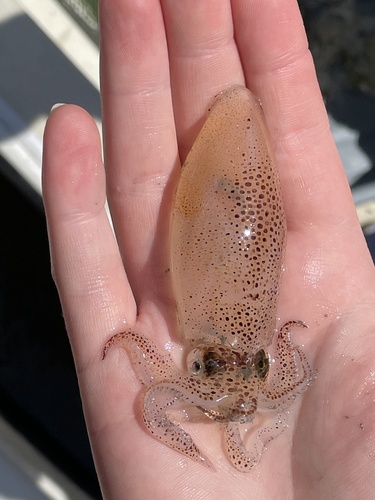 Atlantic brief squid