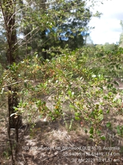 Dodonaea viscosa cuneata