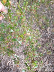 Dodonaea viscosa cuneata