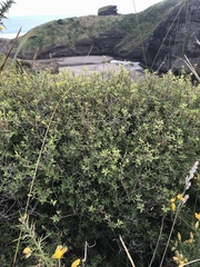 Leucopogon fasciculatus