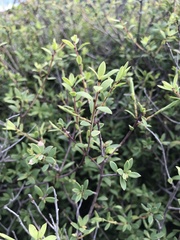 Leucopogon fasciculatus
