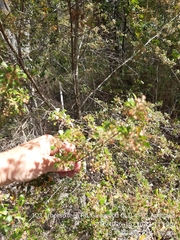 Dodonaea viscosa cuneata