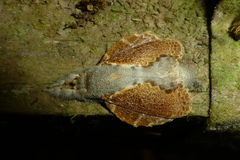 Image of Euglyphis lankesteri