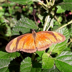 Dryas iulia alcionea