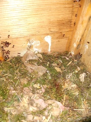 Baeolophus atricristatus