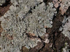 Physcia atrostriata