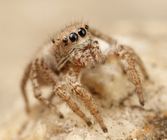 Habronattus altanus