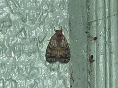 Bothriocera drakei