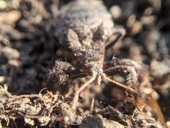 Apiomerus californicus