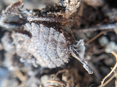 Apiomerus californicus