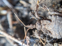 Apiomerus californicus