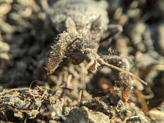 Apiomerus californicus