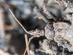 Apiomerus californicus