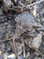 Apiomerus californicus