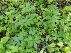 Angelica californica