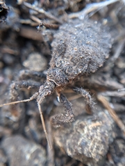 Apiomerus californicus