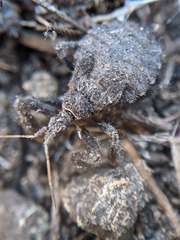 Apiomerus californicus