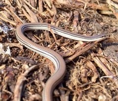 Aprasia striolata