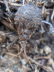 Apiomerus californicus