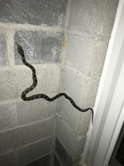 Pantherophis obsoletus