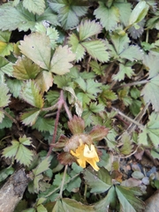 Potentilla hebiichigo