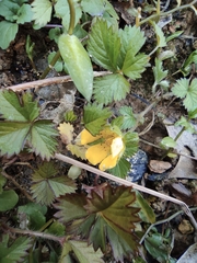 Potentilla hebiichigo