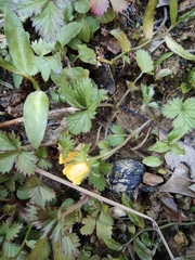 Potentilla hebiichigo