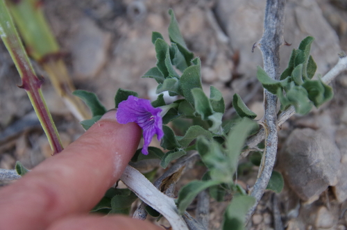 Image of Ruellia parryi by (c) Eric Knight, some rights reserved (CC BY)