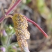 Puccinia collinsiae - Photo (c) Greg Froelich, some rights reserved (CC BY-NC), uploaded by Greg Froelich