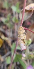 Puccinia collinsiae