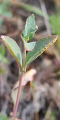Puccinia collinsiae