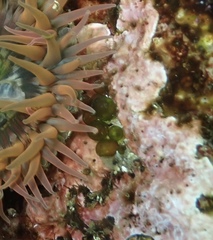 Derbesia marina