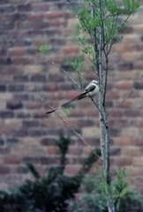 Tyrannus forficatus