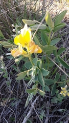 Thermopsis rhombifolia