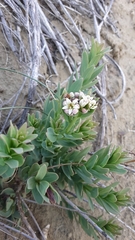 Comandra umbellata