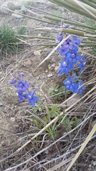 Delphinium bicolor