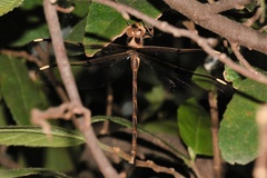 Telephlebia godeffroyi