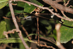 Telephlebia godeffroyi