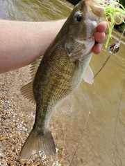 Micropterus henshalli