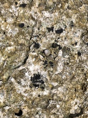 Peasiella tantilla