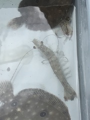 Penaeus aztecus