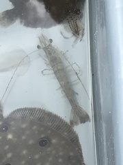 Penaeus aztecus