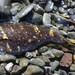 Northern Clingfish - Photo (c) Don Loarie, some rights reserved (CC BY)