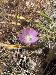Sidalcea diploscypha
