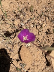 Sidalcea diploscypha